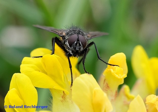 Botanischen Garten Sbg.