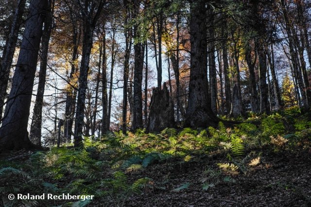Urwald im Land Salzburg