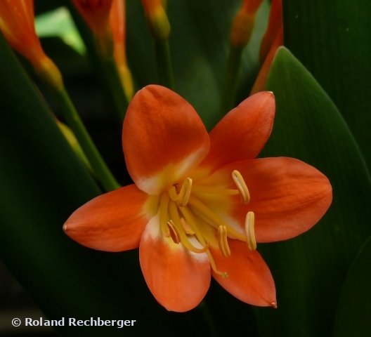 Blume Namibia