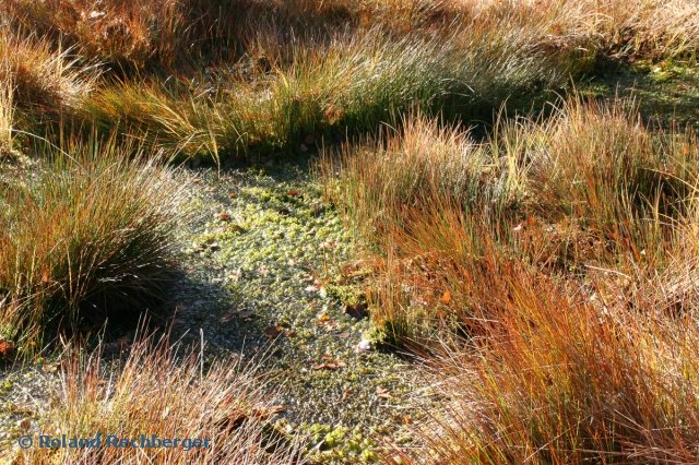 In einem Hochmoor