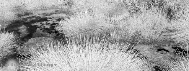 IR St Lorenzer Hochmoor
