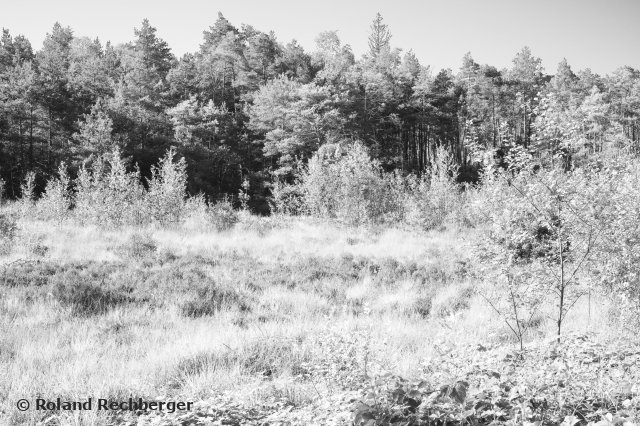 IR Foto Schönramer Moor