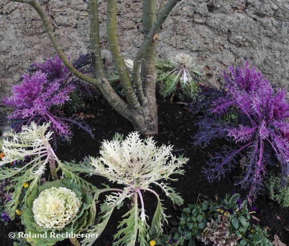 Sbg. Tierpark Blumen Aufnahme mit einem Fisheye Objektiv