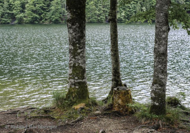 Am Toplittzsee