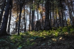 Urwald im Land Salzburg